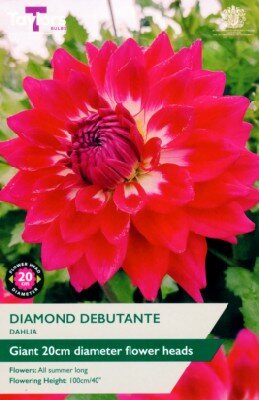 DAHLIA 'Diamond Debutante'