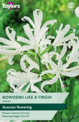 NERINE bowdenii 'Like a Virgin'