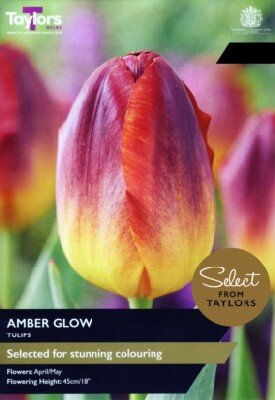 TULIPA 'Amber Glow'
