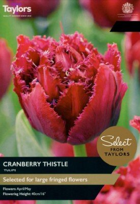 TULIPA 'Cranberry Thistle'