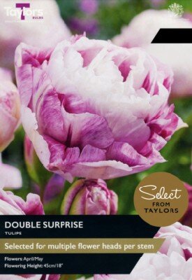 TULIPA 'Double Surprise'