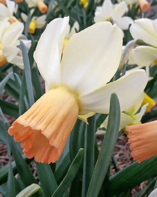 Narcissus 'Carice'