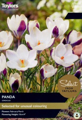 CROCUS 'Panda'
