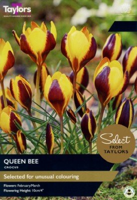 CROCUS 'Queen Bee'