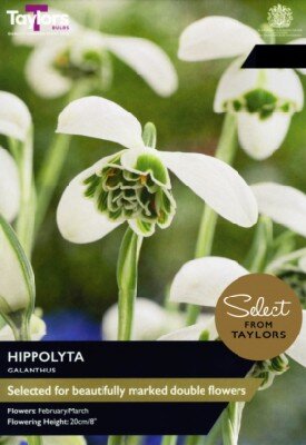 GALANTHUS 'Hippolyta'