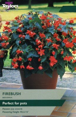 BEGONIA 'Firebush'