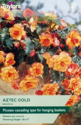 BEGONIA 'Aztec Gold'