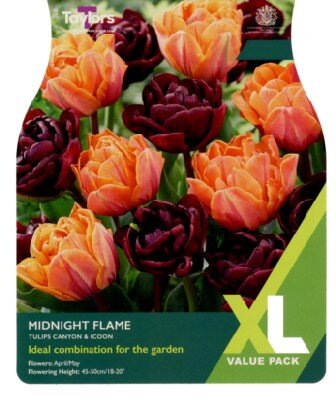 TULIPA Midnight Flame