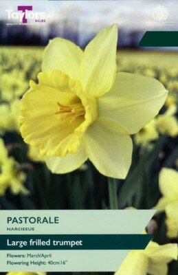 Narcissus 'Pastorale'