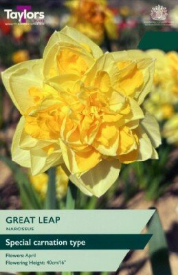 NARCISSUS 'Great Leap'