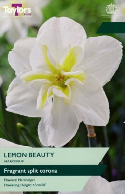 Narcissus 'Lemon Beauty'