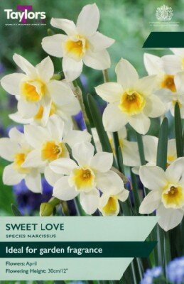 Narcissus 'Sweet Love'
