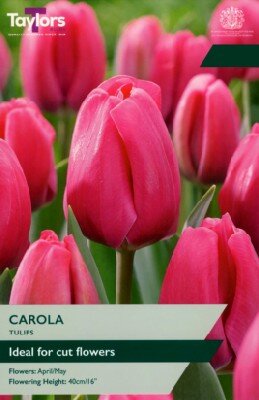 TULIPA 'Carola'