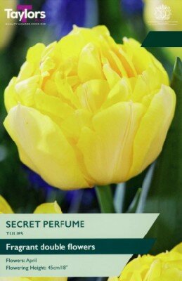 TULIPA 'Secret Perfume' - image 1