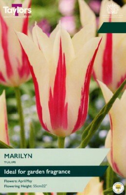 TULIPA 'Marilyn'