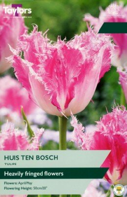 TULIPA 'Huis Ten Bosch'