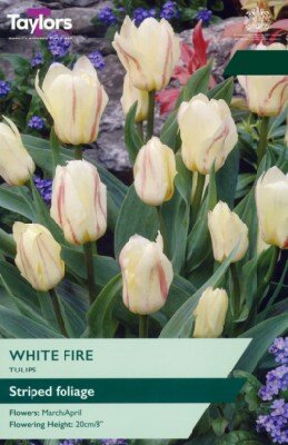 TULIPA 'White Fire'