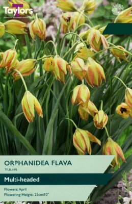 TULIPA 'Orphanidea Flava'