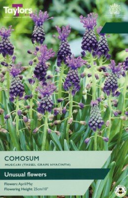 MUSCARI comosum