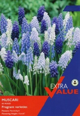 MUSCARI mixed - image 1