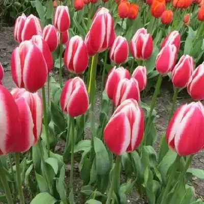 TULIPA 'Candy Apple Delight'