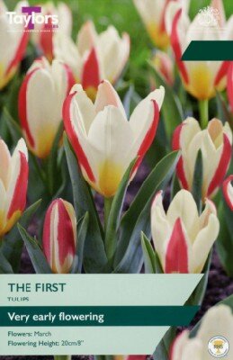 TULIPA 'The First'