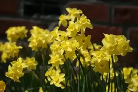 Narcissus 'Sabrosa'