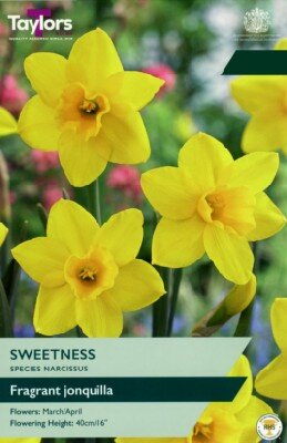 Narcissus 'Sweetness'
