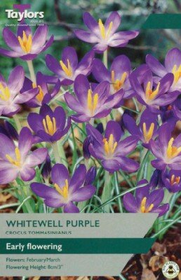 CROCUS tommasinianus 'Whitewell Purple'