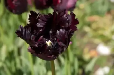TULIPA 'Black Parrot'