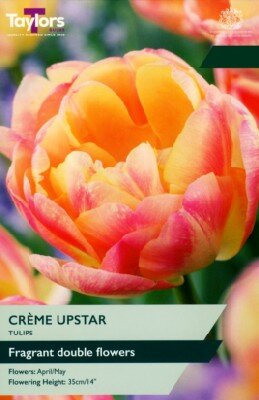 TULIPA 'Creme Upstar'