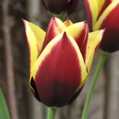 TULIPA 'Gavota'