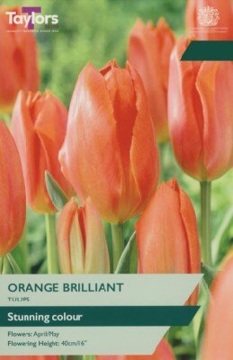 TULIPA 'Orange Brilliant'