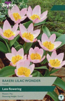 TULIPA saxatilis 'Lilac Wonder'