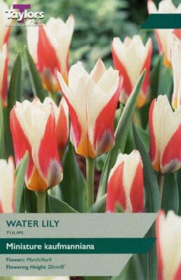 TULIPA 'Water Lily'