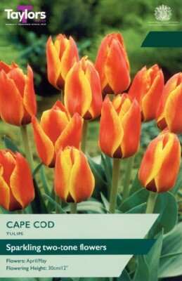 TULIPA 'Cape Cod'