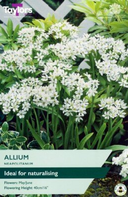 ALLIUM neapolitanum