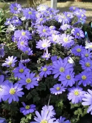 ANEMONE blanda 'Blue' - image 1