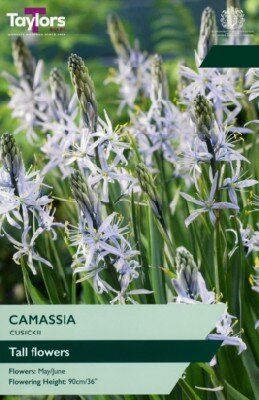 CAMASSIA cusickii - image 2