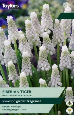 MUSCARI armen 'Siberian Tiger'
