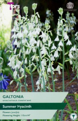 GALTONIA candicans