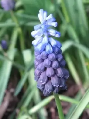 MUSCARI latifolium