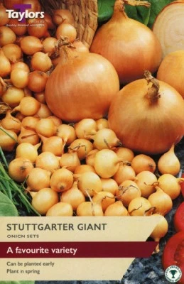 Allium cepa 'Stuttgarter Giant' (ONION)