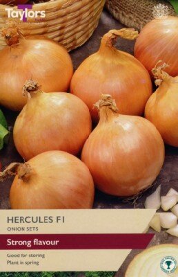 Allium cepa 'Hercules' (ONION)