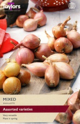 Allium cepa (SHALLOT)