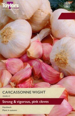 Allium sativum 'Carcassonne Wight' (Garlic)