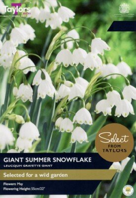 LEUCOJUM aest 'Gravetye Giant'