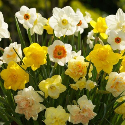 Narcissus mixed colours