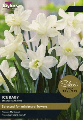 Narcissus 'Ice Baby'