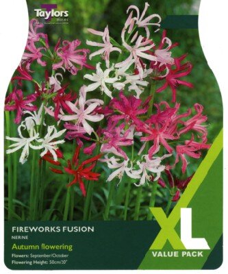 NERINE Fireworks Fusion